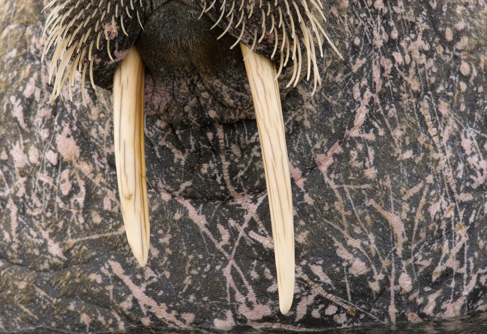 Close up of a walrus in Svalbard.